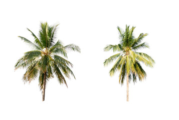 Obraz premium Coconut palm trees on white isolation