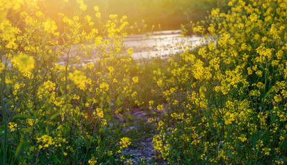 Fototapeta premium 春の川岸、菜の花。
