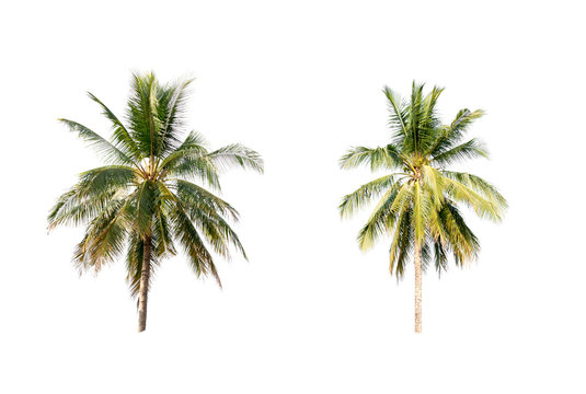 Coconut palm trees on white isolation