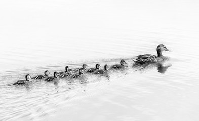 Monochromatyczny obraz podążają za mną kaczki, śliczne kaczątka (dzieci kaczki) podążające za matką w kolejce nad jeziorem, symboliczny symboliczny harmoniczny pokojowy portret rodziny zwierząt po zespole grupującym grupę - 145323358