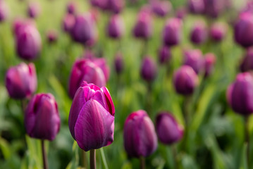 Fototapeta premium lila tulpen