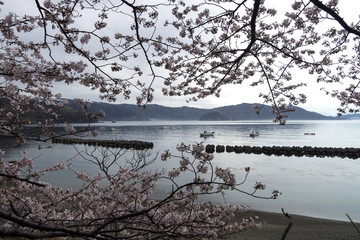 春の常神半島　海沿いの桜