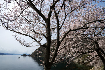 春の常神半島　海沿いの桜