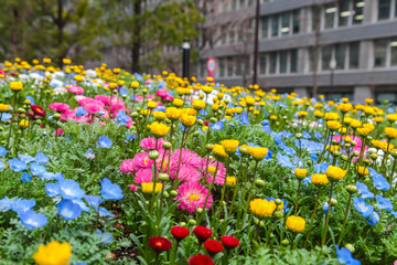 Colorful flowers green park at Tokyo Japan on March 31, 2017 | Beautiful nature background