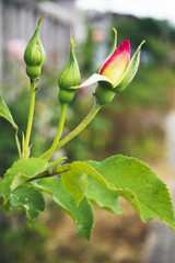 Rosebuds in the garden