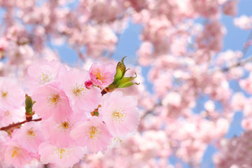 Kirschblüten im Frühling
