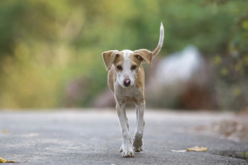 Lonely puppy on an empty road