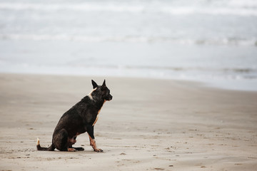 Dogs playing on the seashore