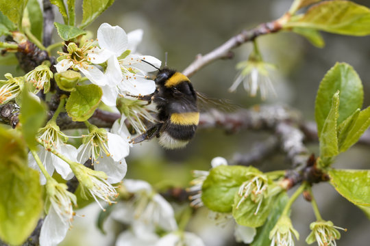Hummel bei der Arbeit