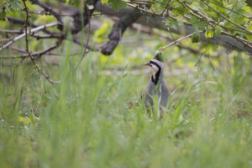 The rock partridge