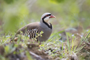 The rock partridge