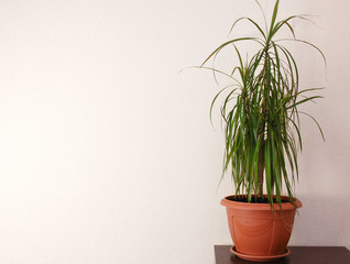 wall and plant