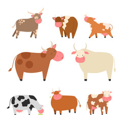 Bulls cows farm animal character vector illustration cattle mammal nature wild beef agriculture.