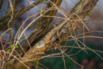 Calotes Indian lizard on a branch