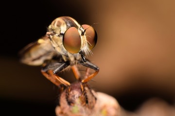 The Robber Fly