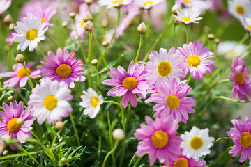 Margeriten, rosa Margeriten