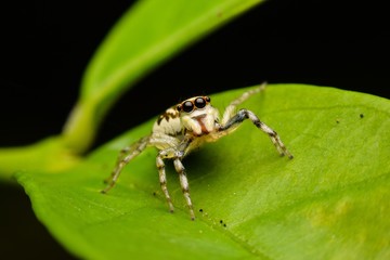 The Jumping Spider