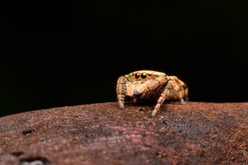 The Jumping Spider