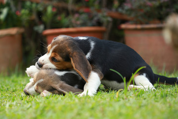 Purebred adult and puppy beagle dog are playing in lawn
