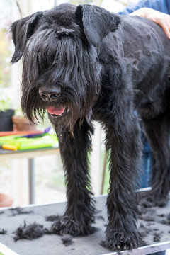 Giant Black Schnauzer dog is groomed standing on the table. All potential trademarks are removed. Vertically.