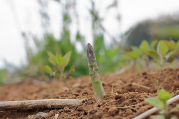 Asparagus