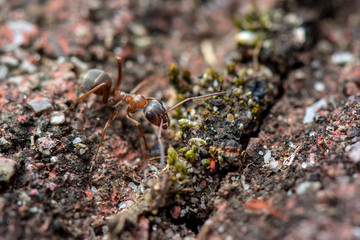 Springtime. Macro shot of an ant.
