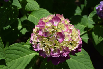 Fototapeta premium ゲルダスタインゲール（アジサイ）