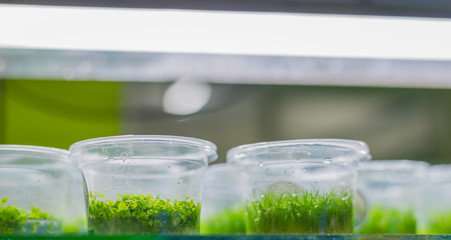 Plant tissue culture in the laboratory
