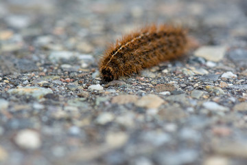 Springtime. Macro shot of a caterpillar Ruby tiger crossing the road.