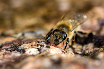 Springtime. Macro shot of bee drinking on a water place in springtime.