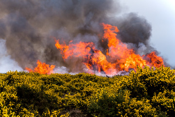 Heathland fire