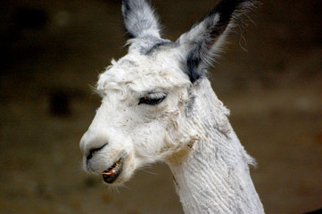 Lama