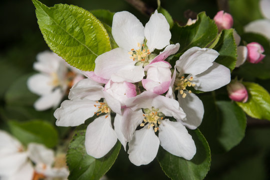 Crab Apple Blossom