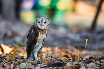 Barn Owl