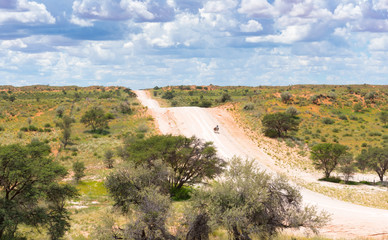 Reiter mit zwei Pferden auf einer Stra&szlig;e durch die D&uuml;nen der Kalahari, Namibia,