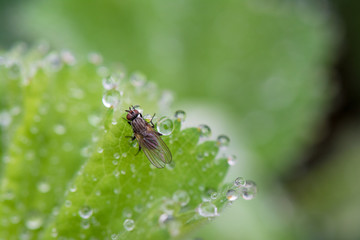 Springtime. Macro shot of a fly relaxing on a green leaf with water drops.