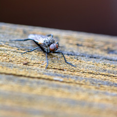 Springtime. Macro shot of a fly.