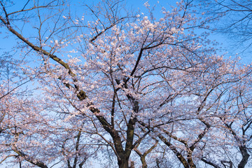 春の千鳥ヶ淵　咲き誇る桜