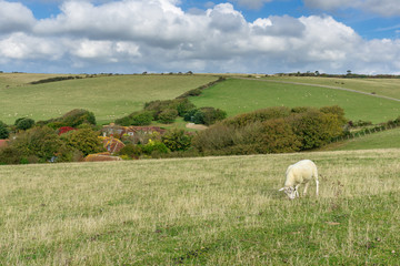 South East of England: Sheep pasture on the white cliffs