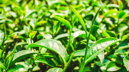 Fototapeta na wymiar Green tea plantations.