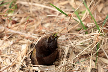 Bamboo shoot