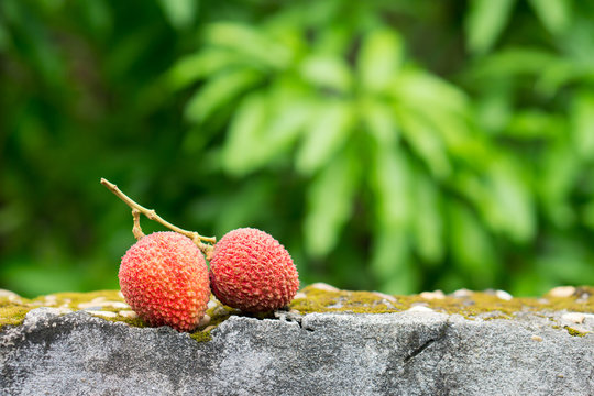 Close up fresh lychee on green nature background - Vintage Filter