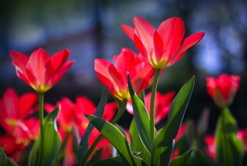Beautiful red tulips in the park
