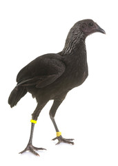 Modern Game fowl
