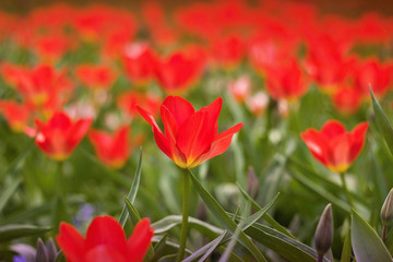 Fototapeta na wymiar Beautiful red tulips in the park
