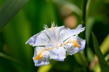 Fototapeta na wymiar シャガ　池のほとりにシャガの花が咲いていた。
