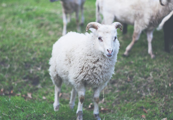 Naklejka na ściany i meble Sheep on farm vintage filter