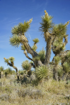 Arthur B. Ripley Desert Woodland State Park