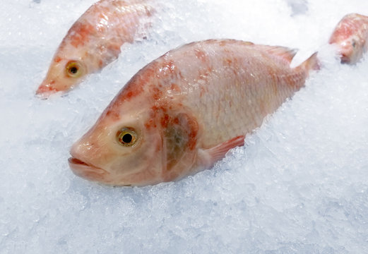 eye of fresh red fish on ice
