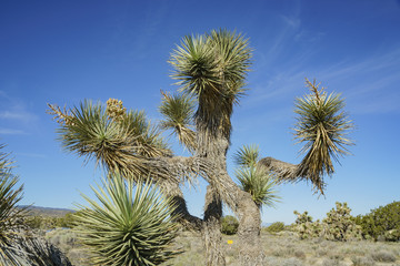 Arthur B. Ripley Desert Woodland State Park